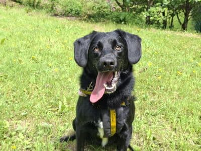 Dexter — Border Collie Cross