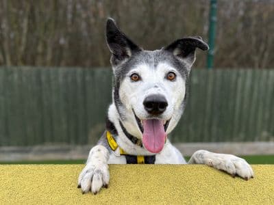 Ollie — Border Collie Cross