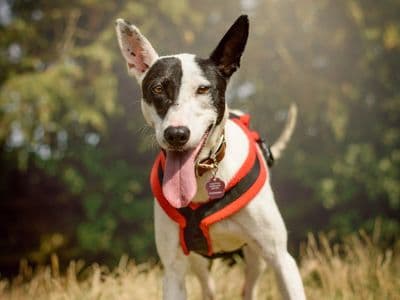 Milly — Staffordshire Bull Terrier