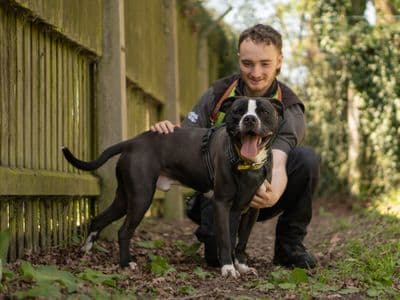 Billy — Staffordshire Bull Terrier Cross
