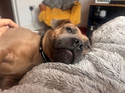 Ivy — Staffordshire Bull Terrier Cross