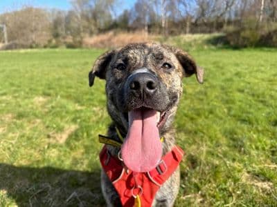 Brody — Staffordshire Bull Terrier Cross