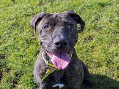 Flora — Mixed Breed