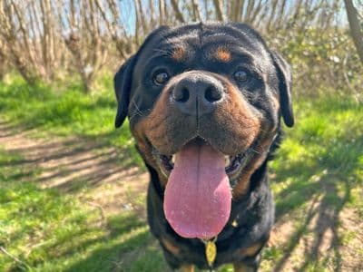 Hudson — Rottweiler