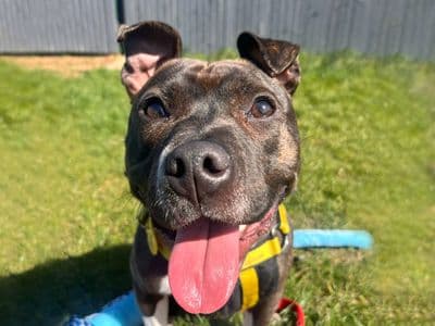 Gusty — Staffordshire Bull Terrier