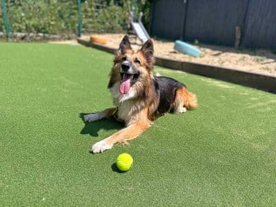 Trilby — Border Collie Cross
