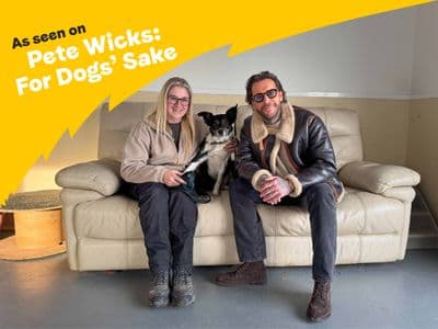 Poppy Flower — Border Collie