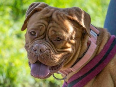 Candy — Dogue De Bordeaux