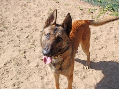 Walter — Belgian Malinois Cross