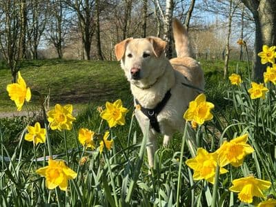 Pepe — Labrador Retriever Cross