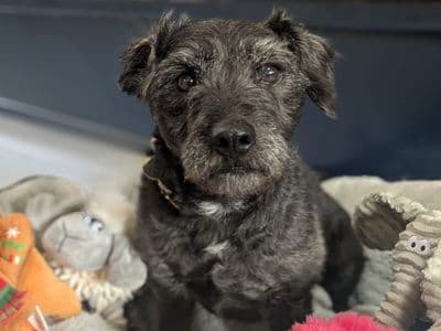Scampi — Patterdale Terrier