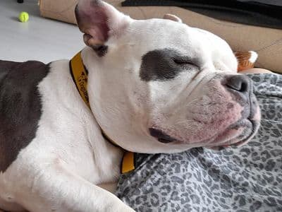 Cali — Bulldog Cross