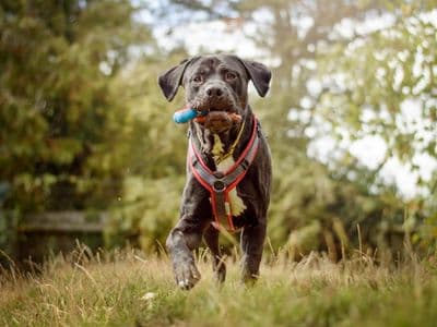 Claude — Italian Corso Dog