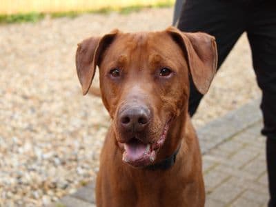 Talen — Dobermann Cross