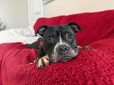 Nova — Staffordshire Bull Terrier Cross