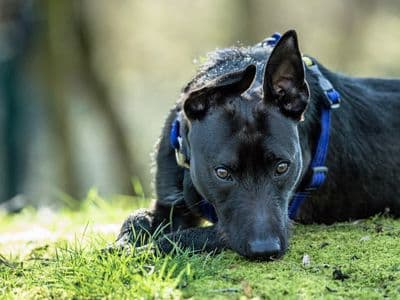Ori — Staffordshire Bull Terrier Cross