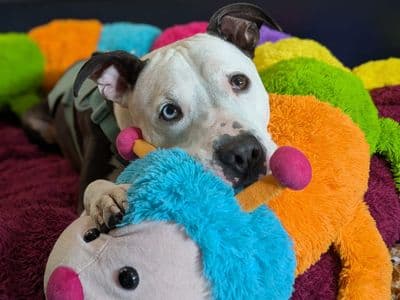 Colin — Staffordshire Bull Terrier Cross