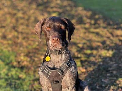 Baxter — German Wirehaired Pointer