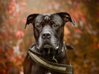 Conan — Rottweiler Cross