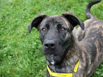 Paisley — Belgian Malinois Cross