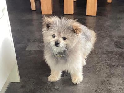 Theodore — Pomeranian