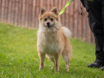 Coco — German Spitz