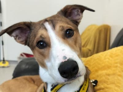 Marvin — Border Collie Cross