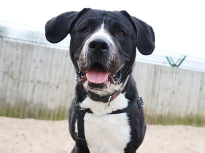 Penny — Labrador Retriever Cross