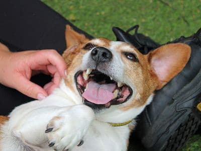 Tom — Jack Russell Terrier