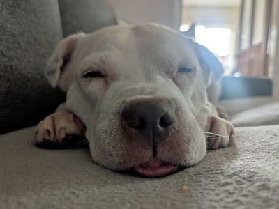 Daisy — Staffordshire Bull Terrier Cross