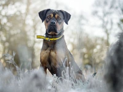 Connie — Mixed Breed