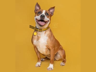 Beauty — Staffordshire Bull Terrier