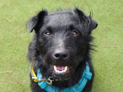 Benjamin — Patterdale Terrier
