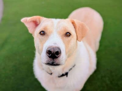 Elsa — Labrador Retriever Cross