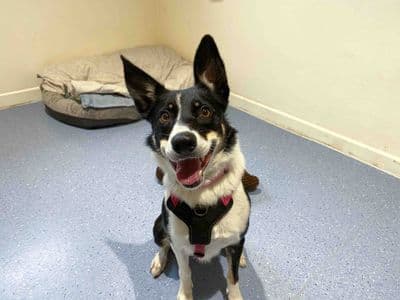 Button — Border Collie