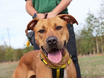 Princess — Staffordshire Bull Terrier Cross