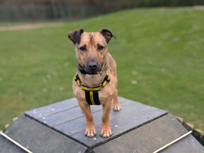 Linden — Jack Russell Terrier Cross