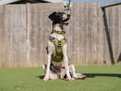 Woody — Labrador Retriever Cross