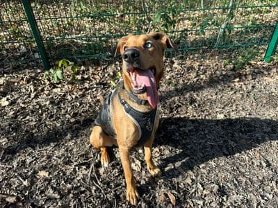 Storm — German Shepherd Cross