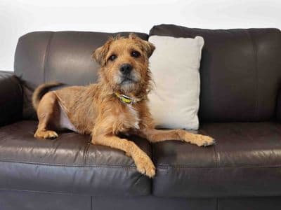 Ralphie — Patterdale Terrier