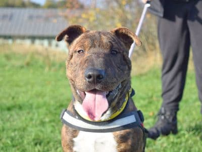 Dave — Staffordshire Bull Terrier Cross