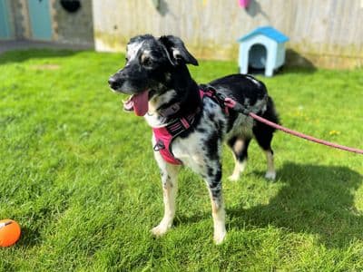 Mabel — Border Collie