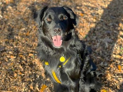 Jet — Border Collie Cross