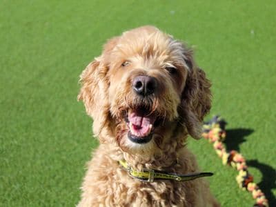 Arthur — Cocker Spaniel Cross