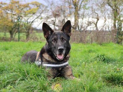 Guy — German Shepherd