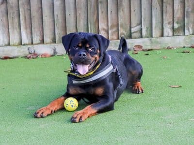 Lucy — Rottweiler