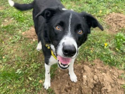 Denzil — Border Collie