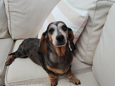 Minnie — Dachshund