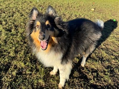 Jack — Shetland Sheepdog Cross