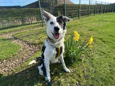 Starlight — Border Collie